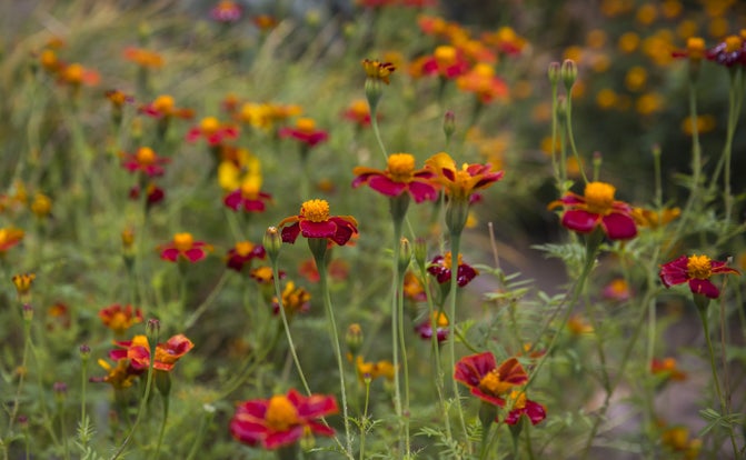 Marigolds in the Cottage Garden at Sissinghurst